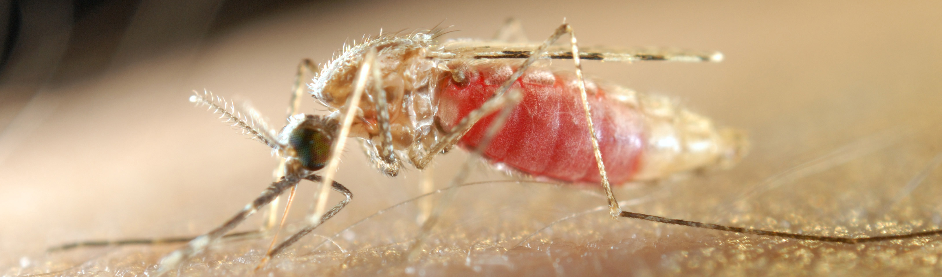 Close up photo of a mosquito feeding